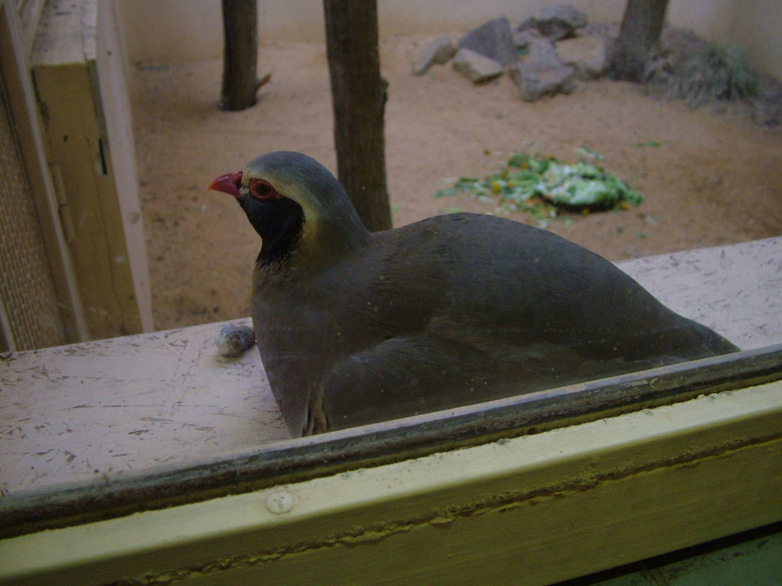 Philby's Partridge at Plzen, 25/05/10
