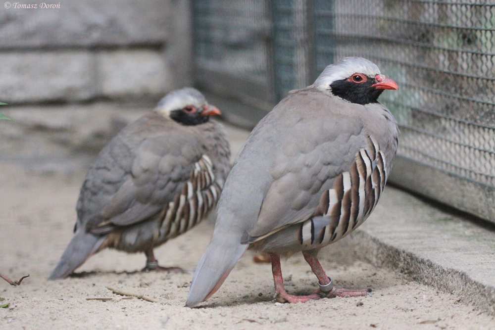 Philby's rock partridge (Alectoris philbyi)