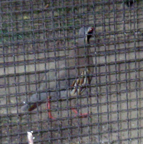 Philby's Rock Partridge (Alectoris philbyi)