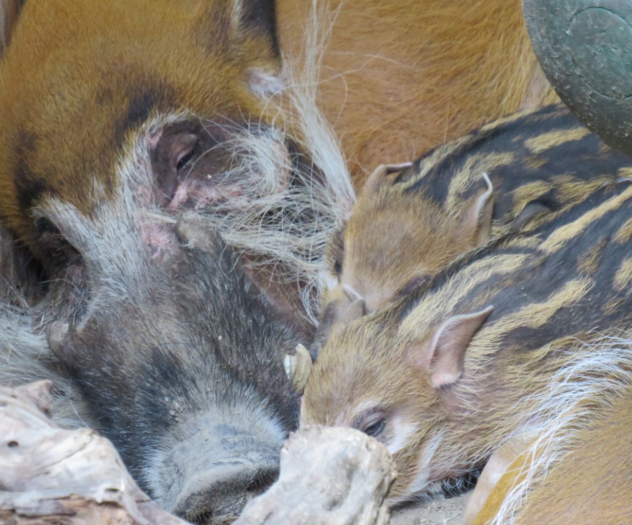 Philip and the hoglets