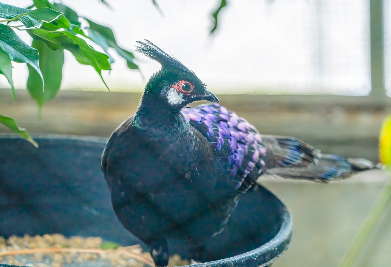 Philip the male Palawan Peacock-pheasant