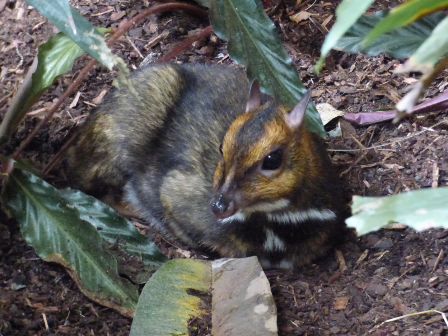 Philipene Mouse Deer in the Tropical Realm