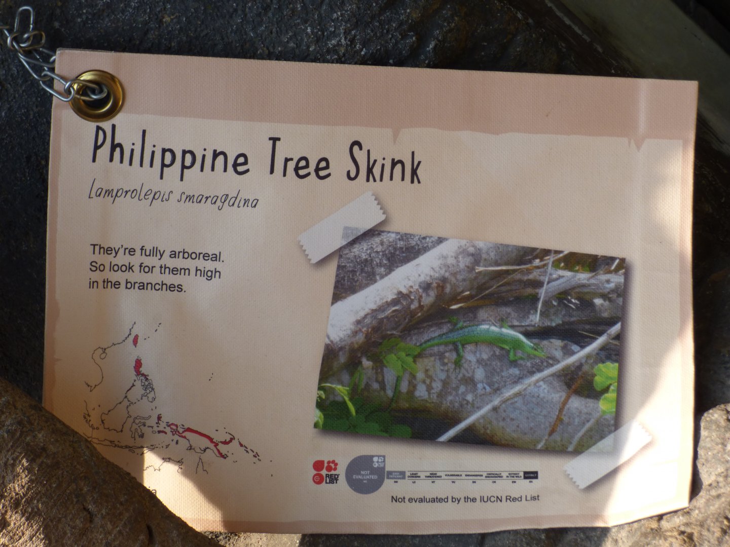 Philipene Tree Skink Signage