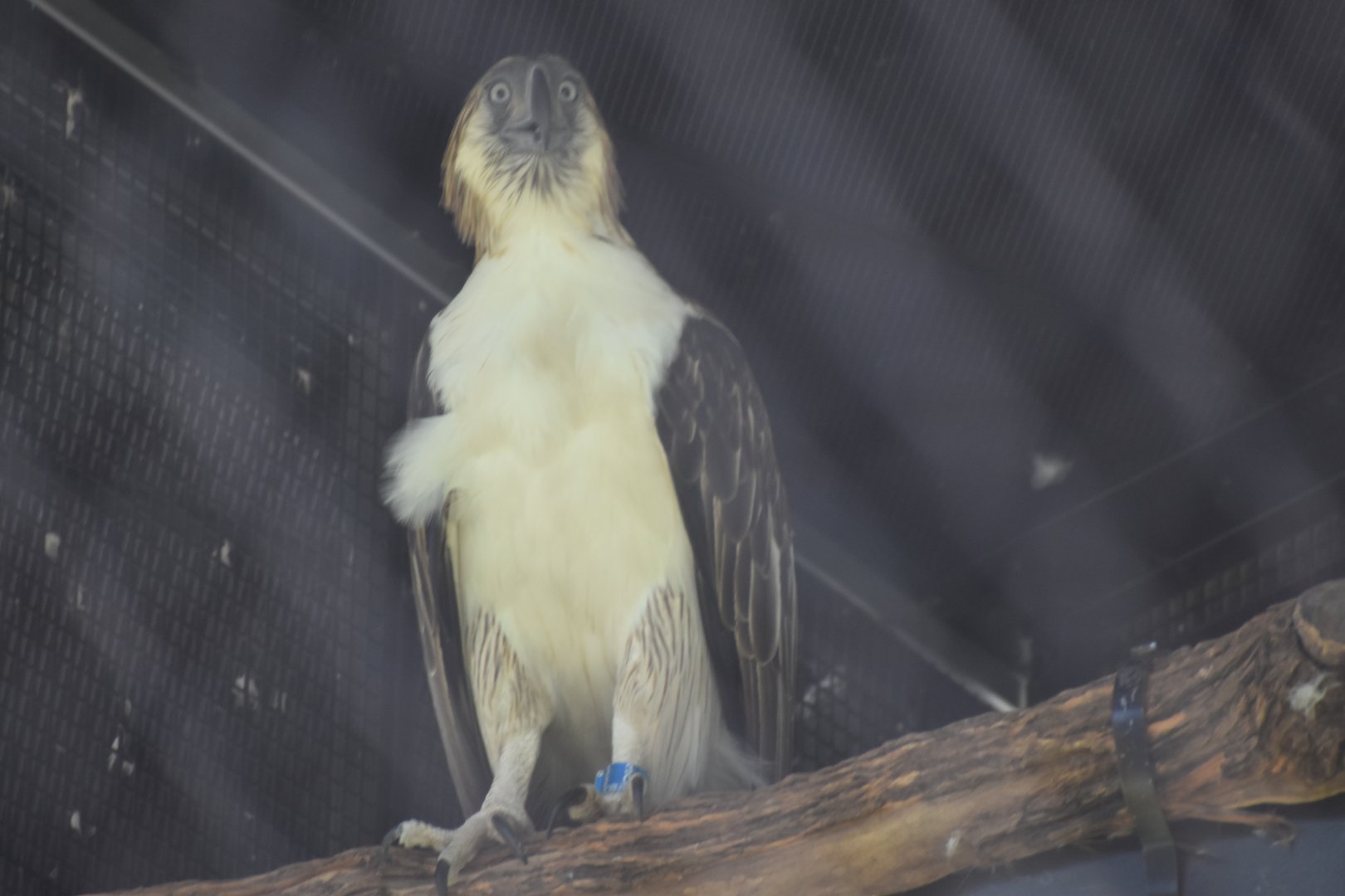 Philipine Eagle ~ Bird Paradise