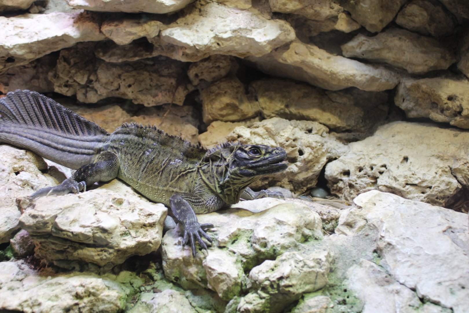 Philipine Sailfin Lizard