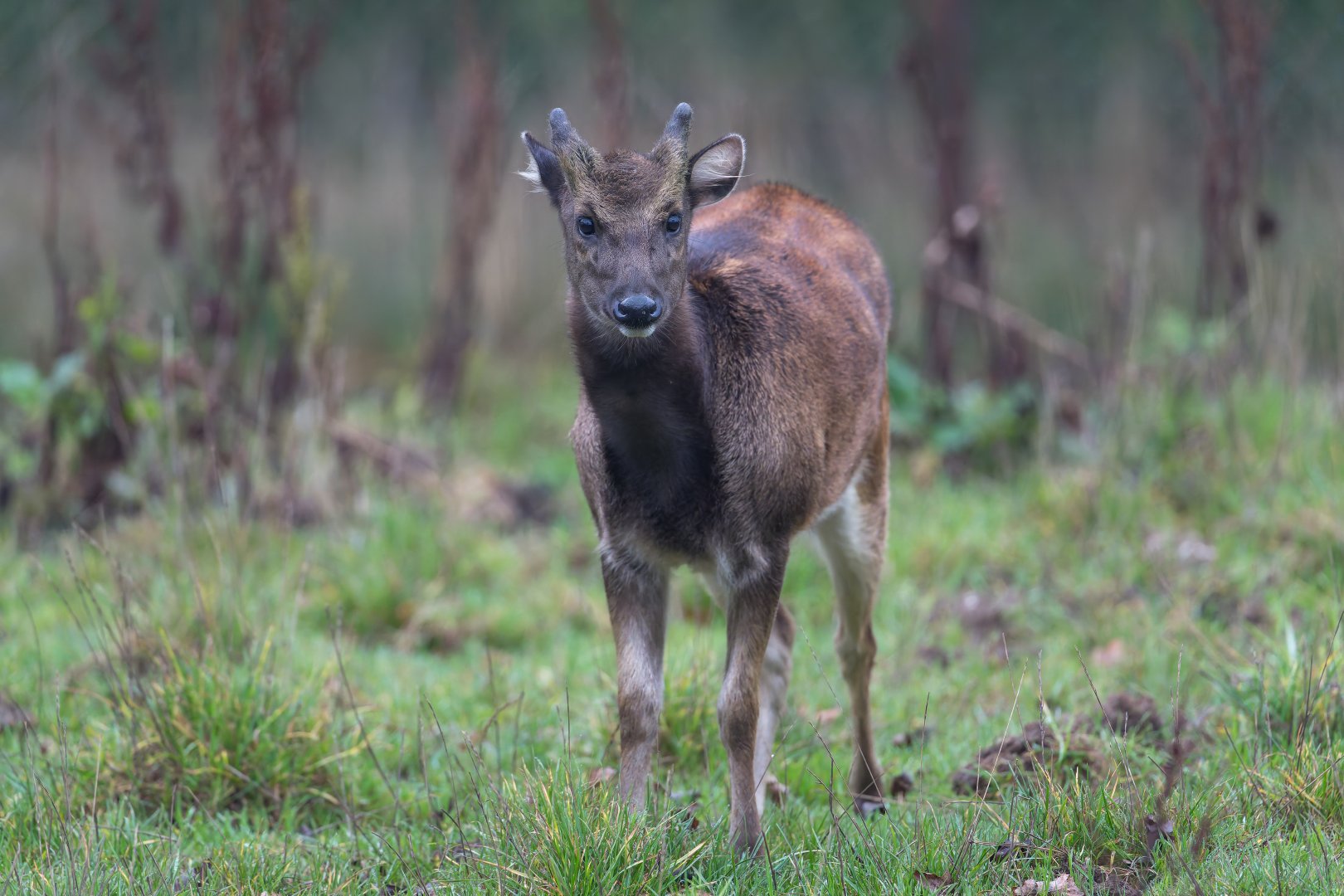 Philipine Spotted Deer, ZSL Whipsnade, UK