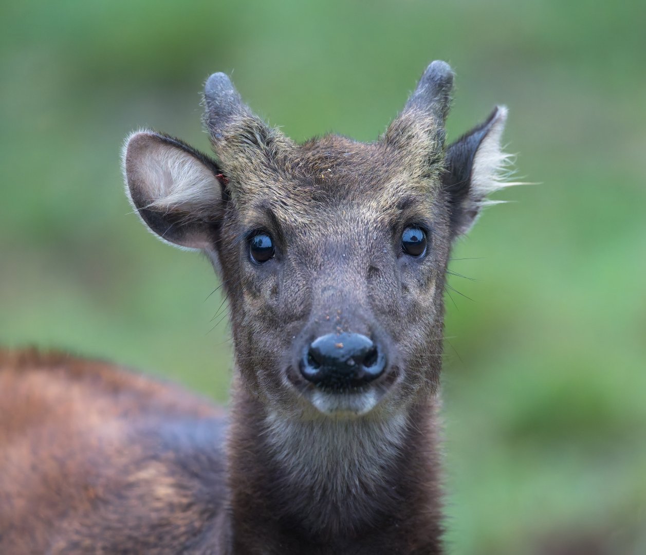 Philipine Spotted Deer, ZSL Whipsnade, UK