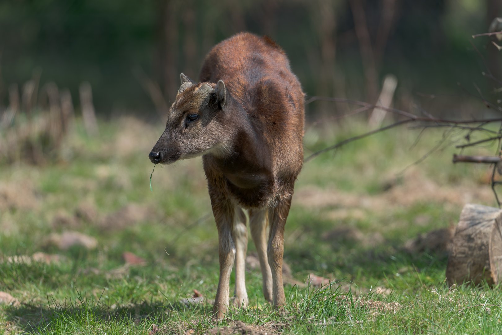 Philipine Spotted Deer, ZSL Whipsnade, UK