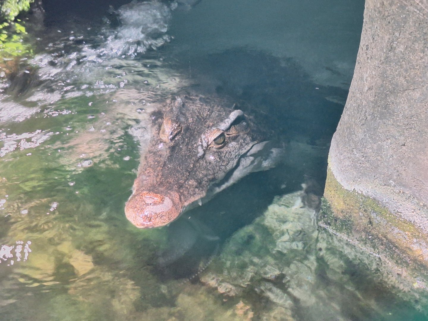 Philippene Crocodile