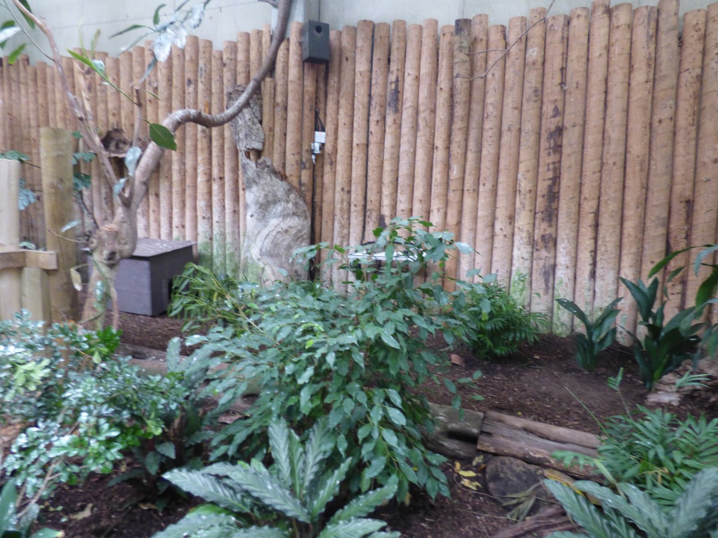 Philippene Mouse Deer Enclosure in the Tropical Realm