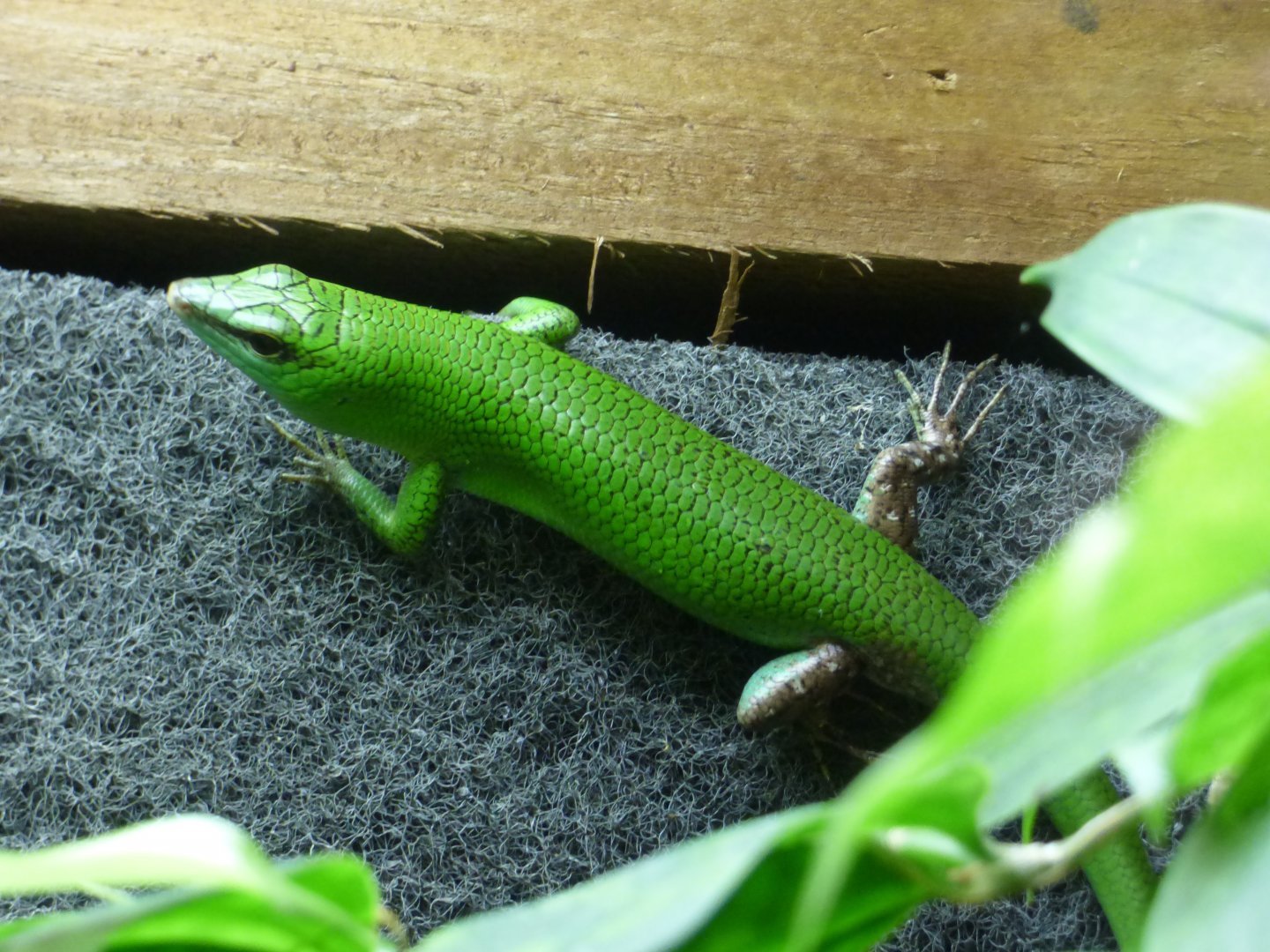 Philippene Tree Skink/Emerald Skink