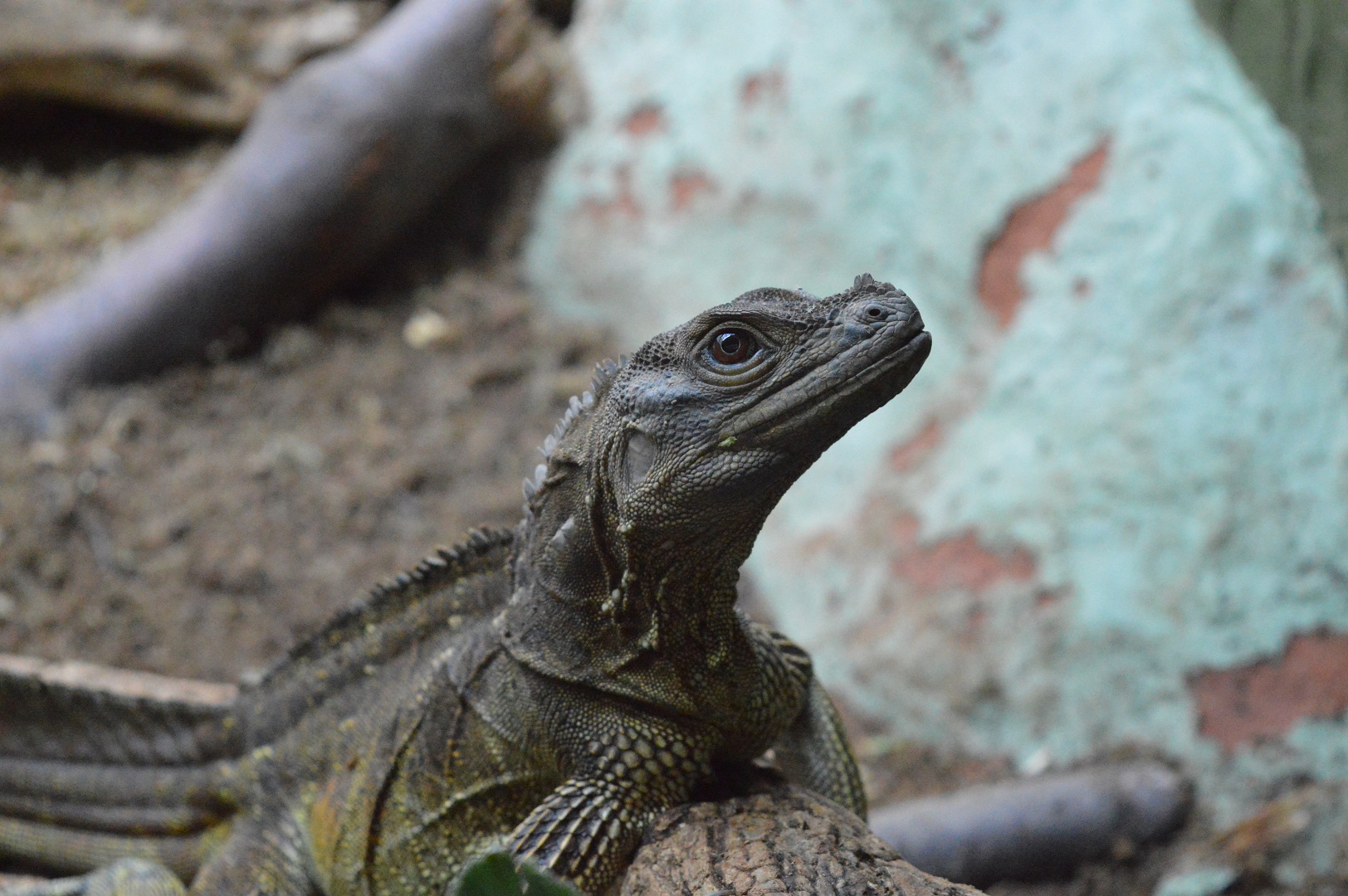 Philippian Sailfin lizard