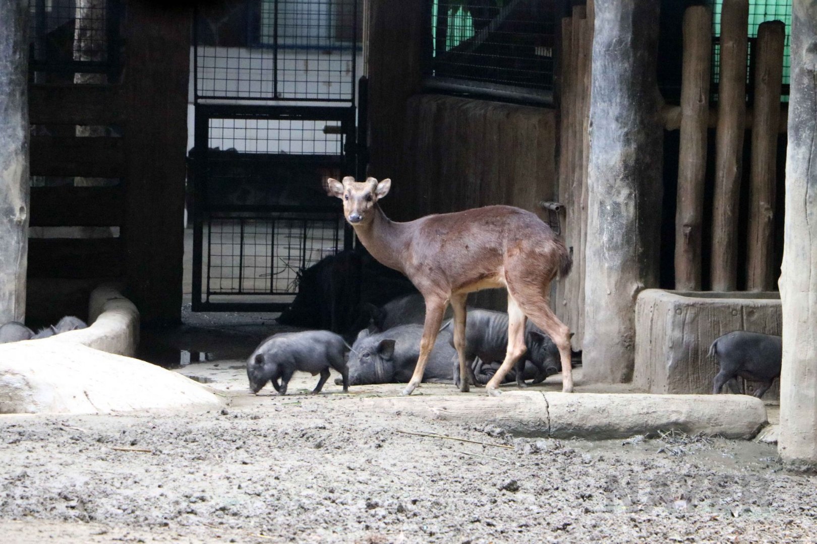 Philippine brown deer, July 2016