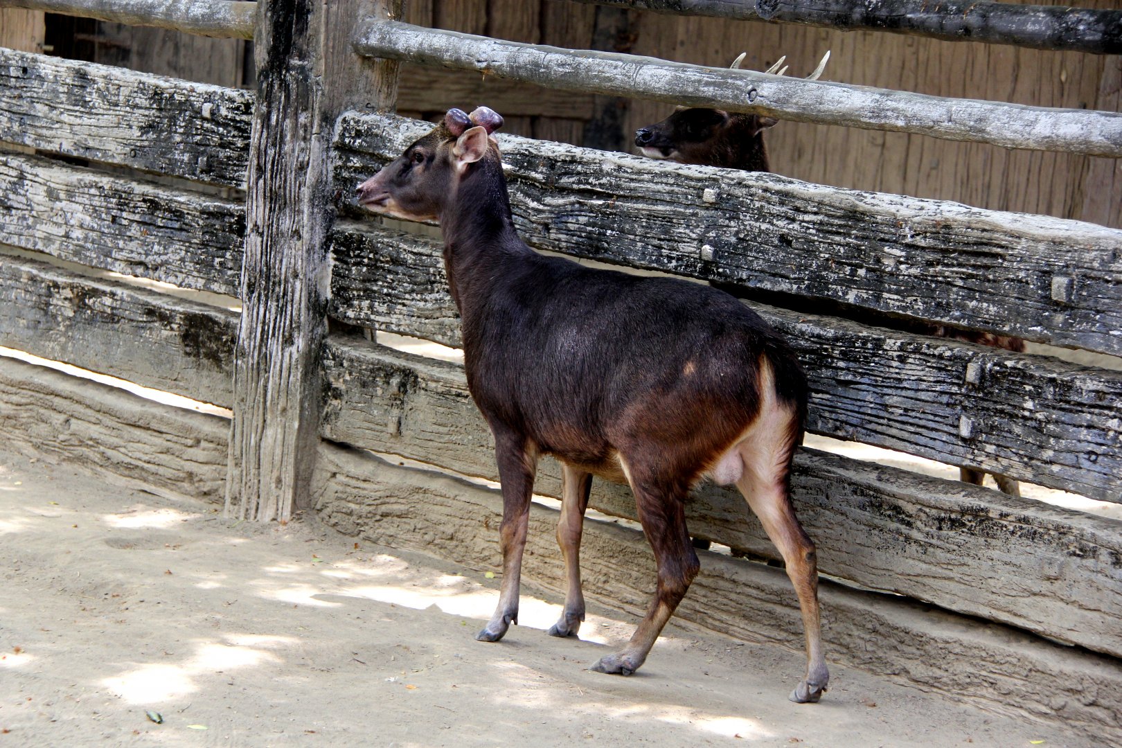 Philippine brown deer (Rusa marianna) & Visayan spotted deer (Rusa alfredi)