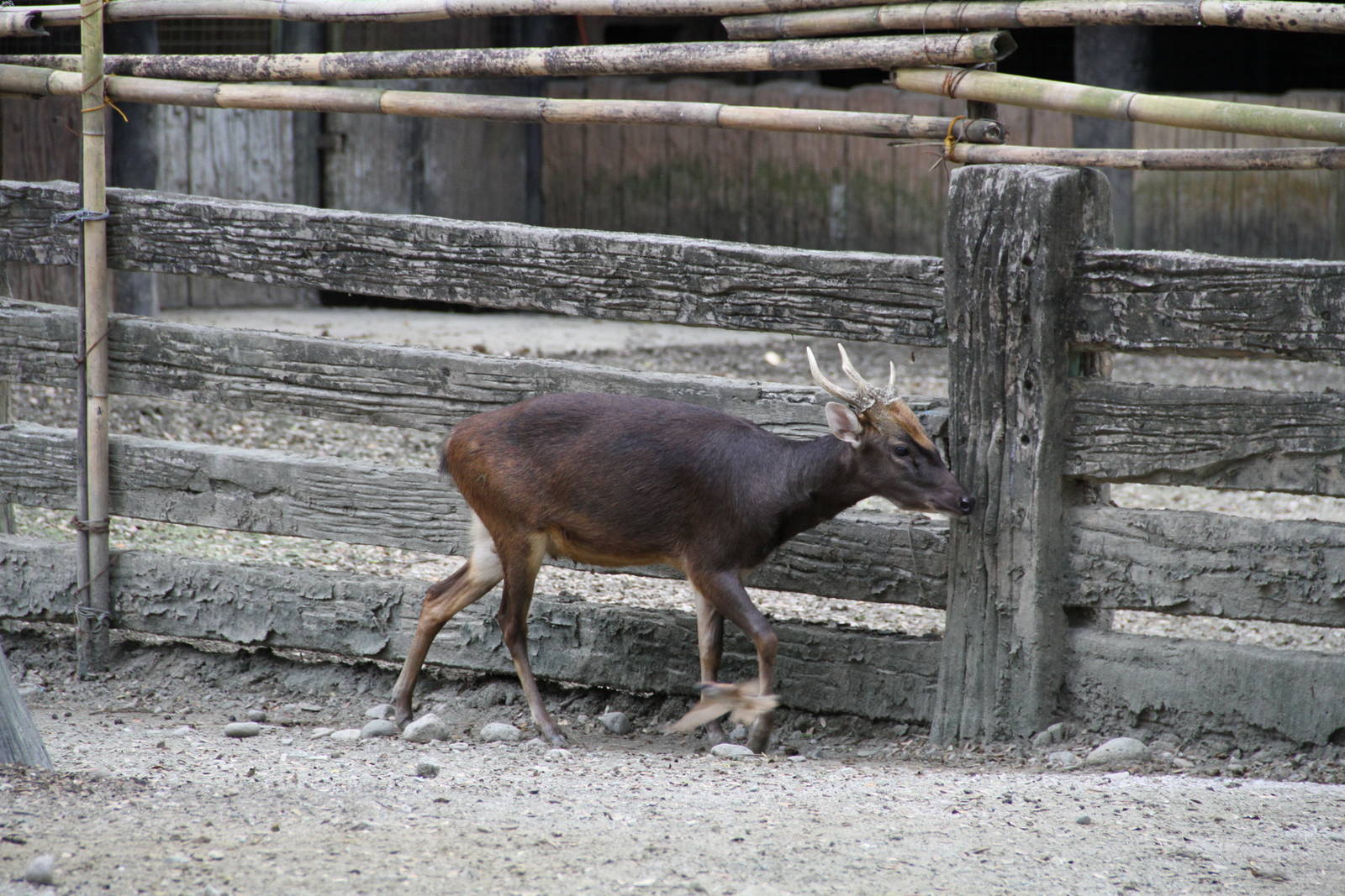 Philippine Brown Deer (Rusa marianna)
