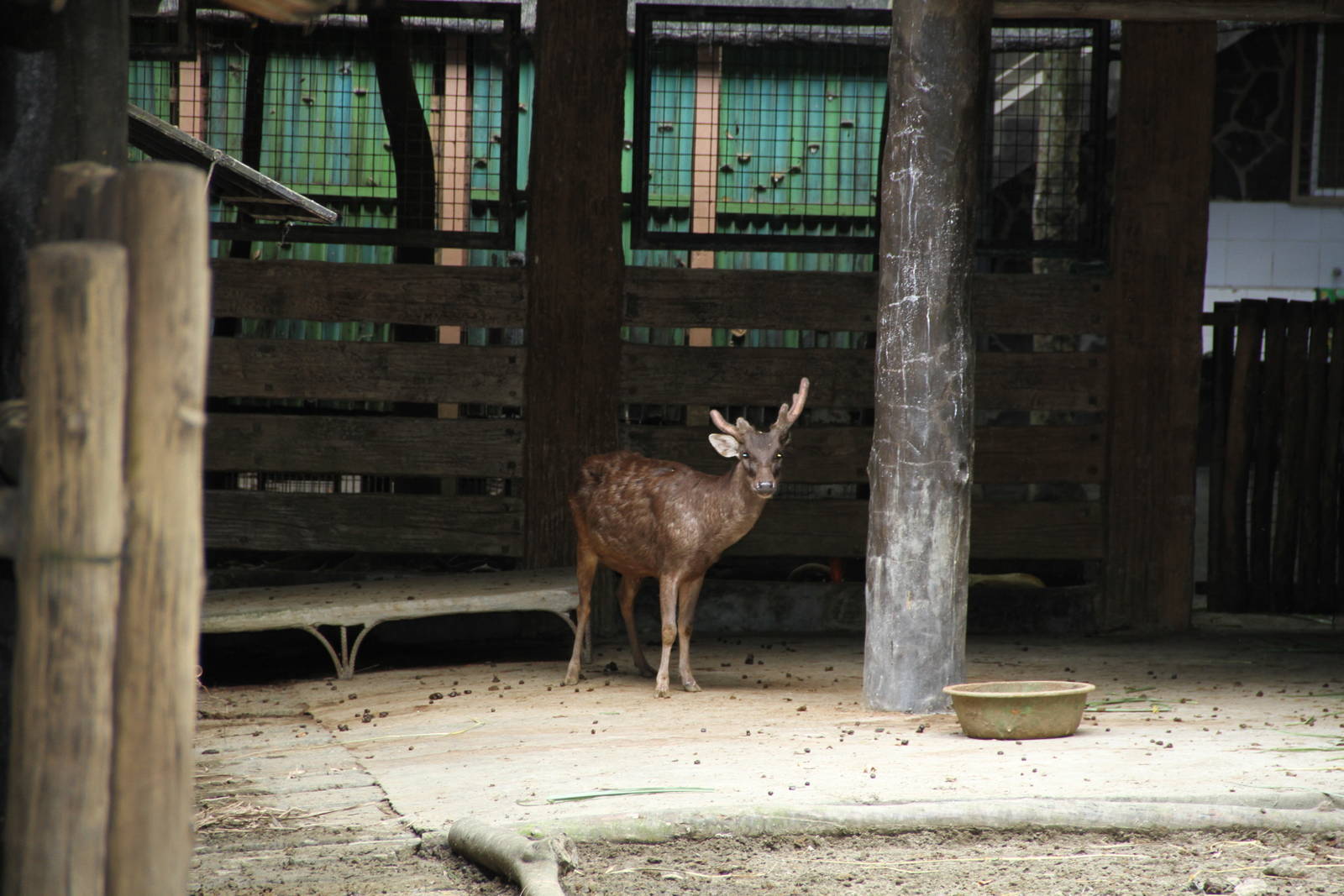 Philippine Brown Deer (Rusa marianna)
