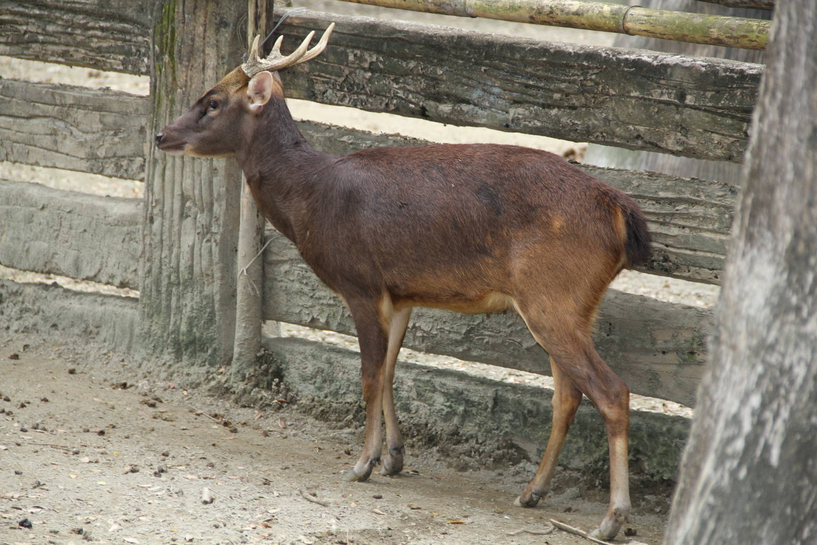 Philippine Brown Deer (Rusa marianna)