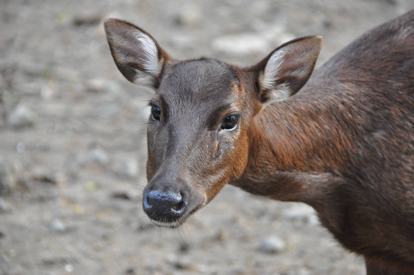 Philippine brown deer / Rusa marianna