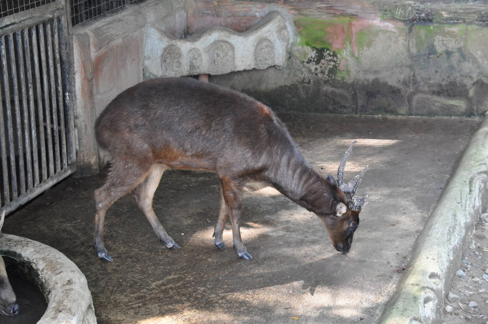 Philippine brown deer/ Rusa marianna