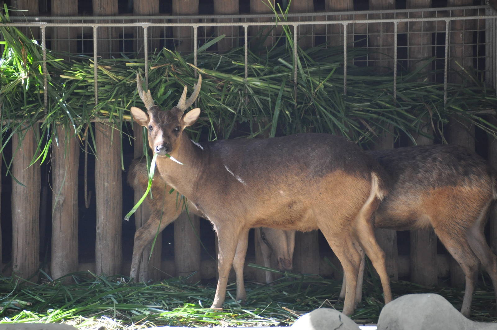 Philippine brown deer/ Rusa marianna