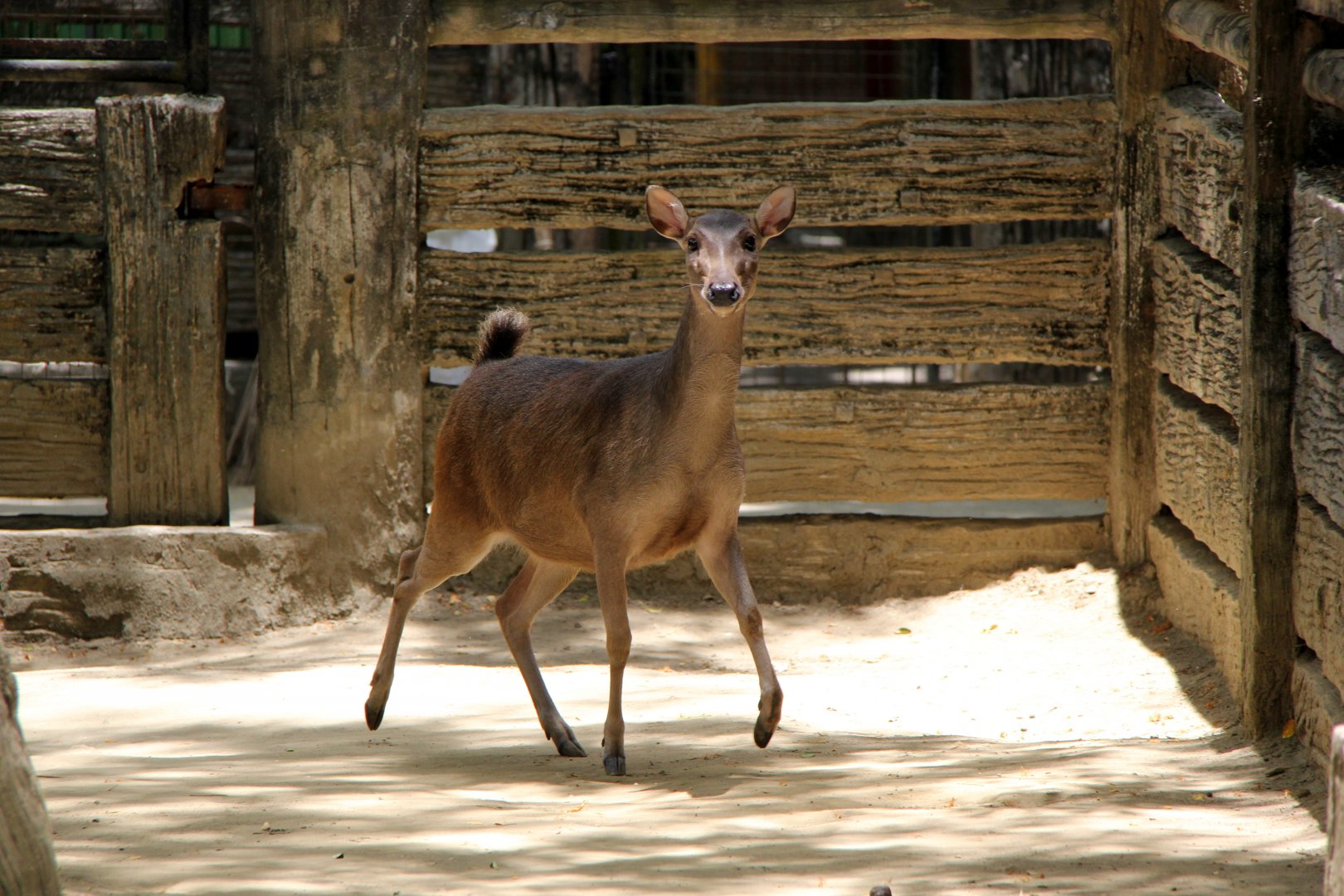 Philippine brown deer (Rusa marianna)
