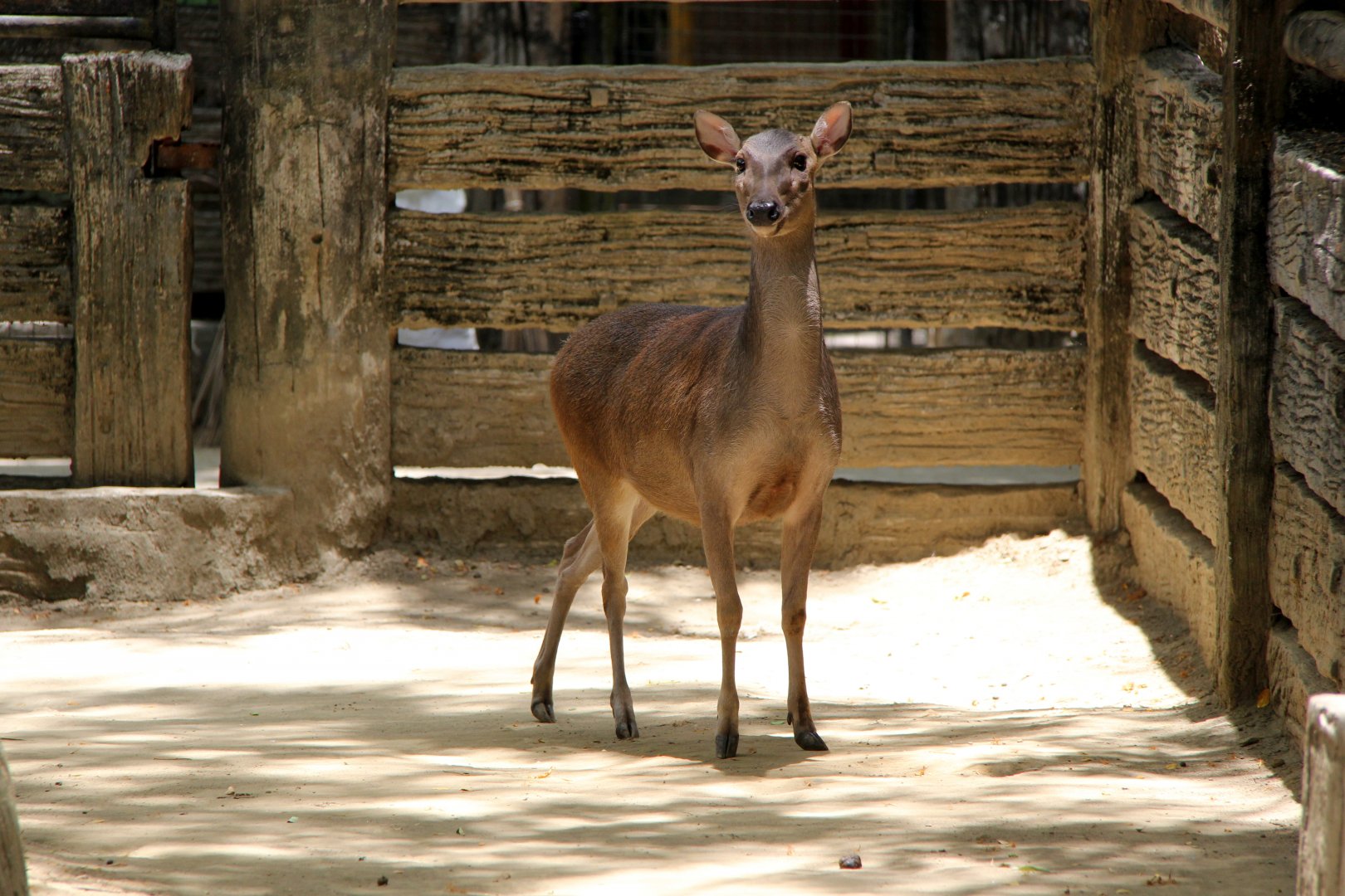 Philippine brown deer (Rusa marianna)