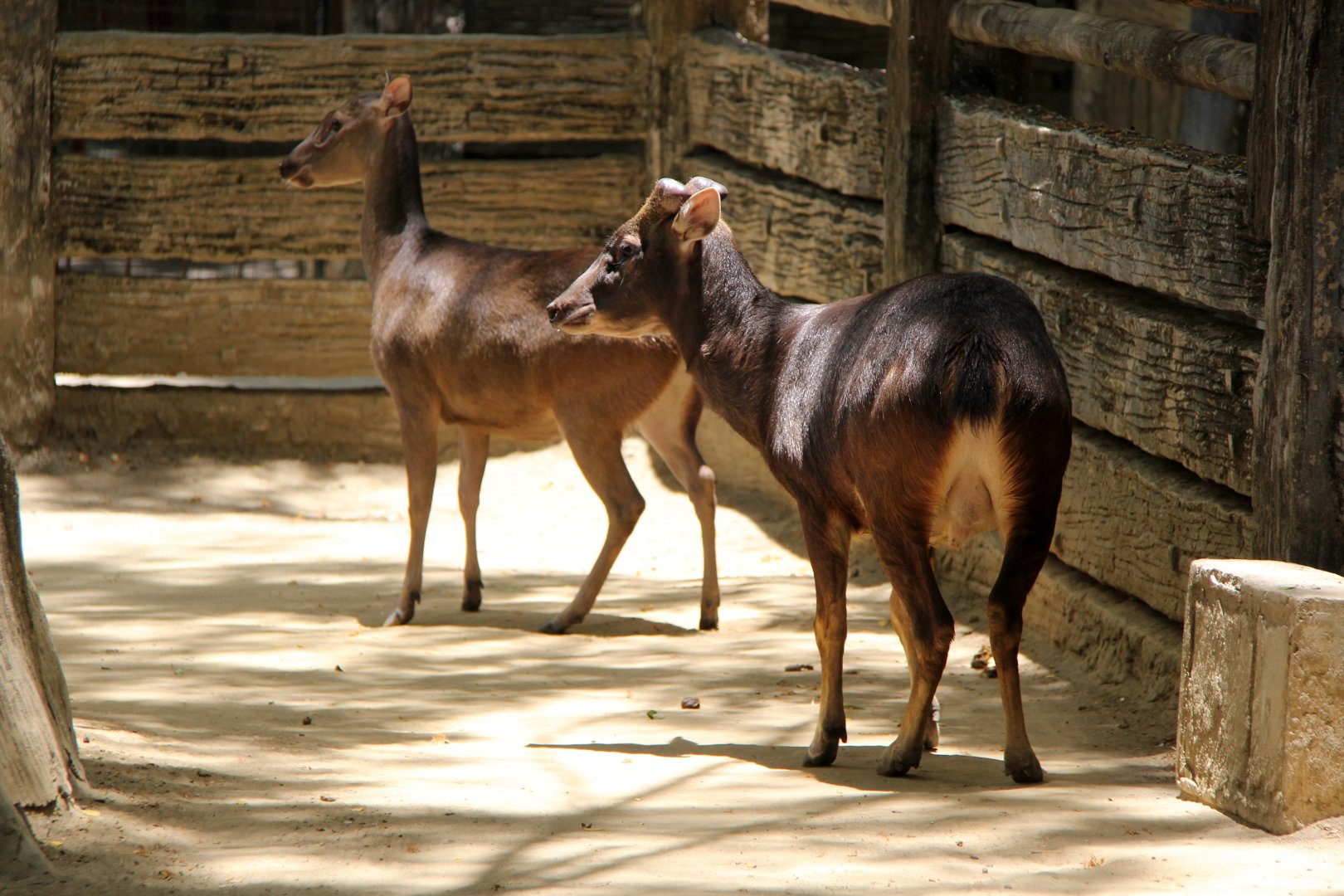 Philippine brown deer (Rusa marianna)