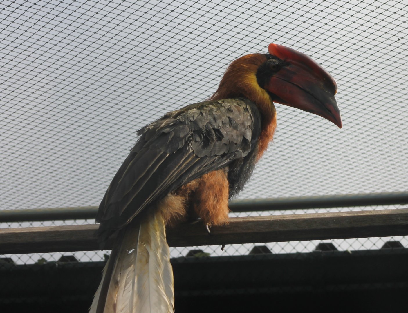 Philippine brown hornbill