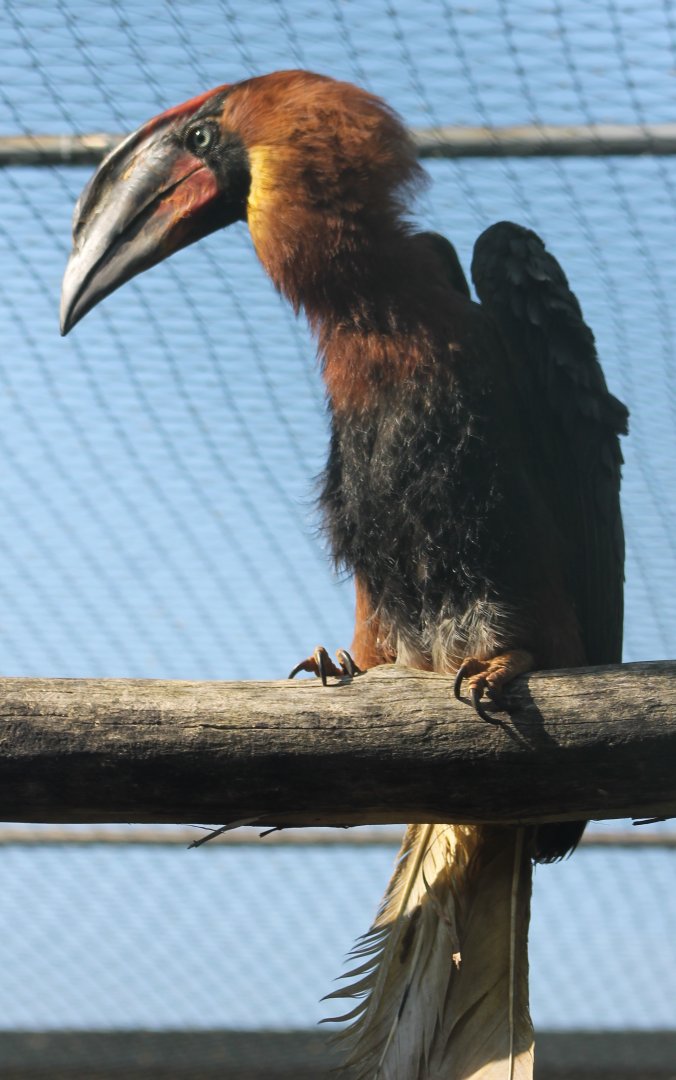 Philippine brown hornbill