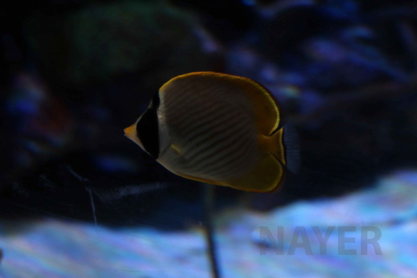 Philippine butterflyfish, October 2017