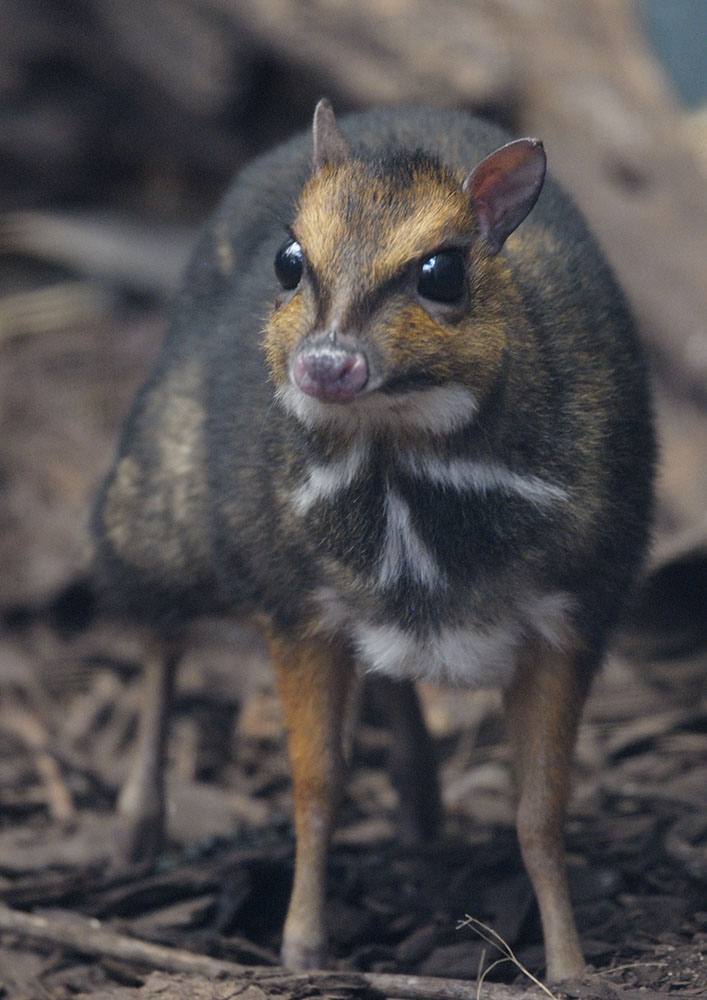 Philippine chevrotain fawn