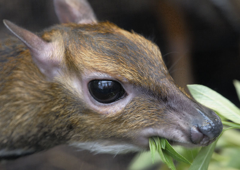 Philippine chevrotain feeding