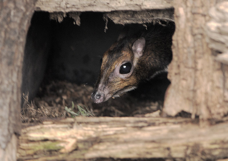 Philippine chevrotain