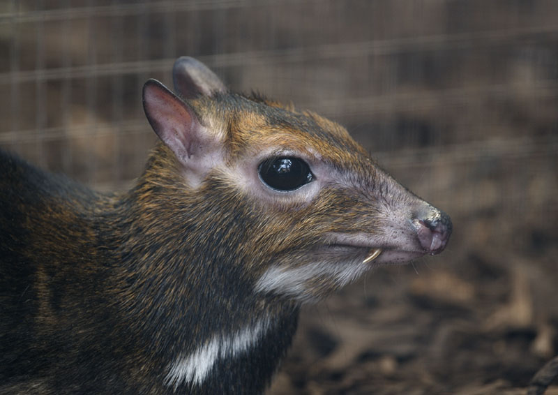Philippine chevrotain