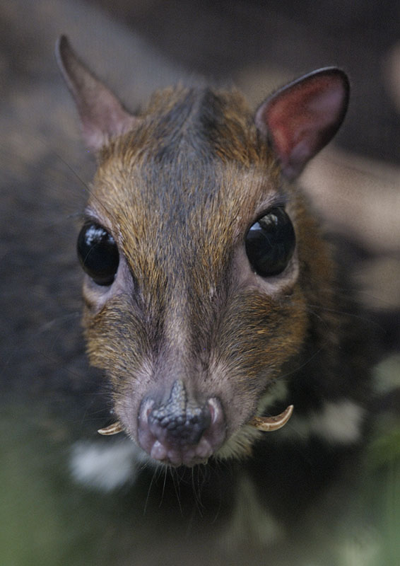 Philippine chevrotain