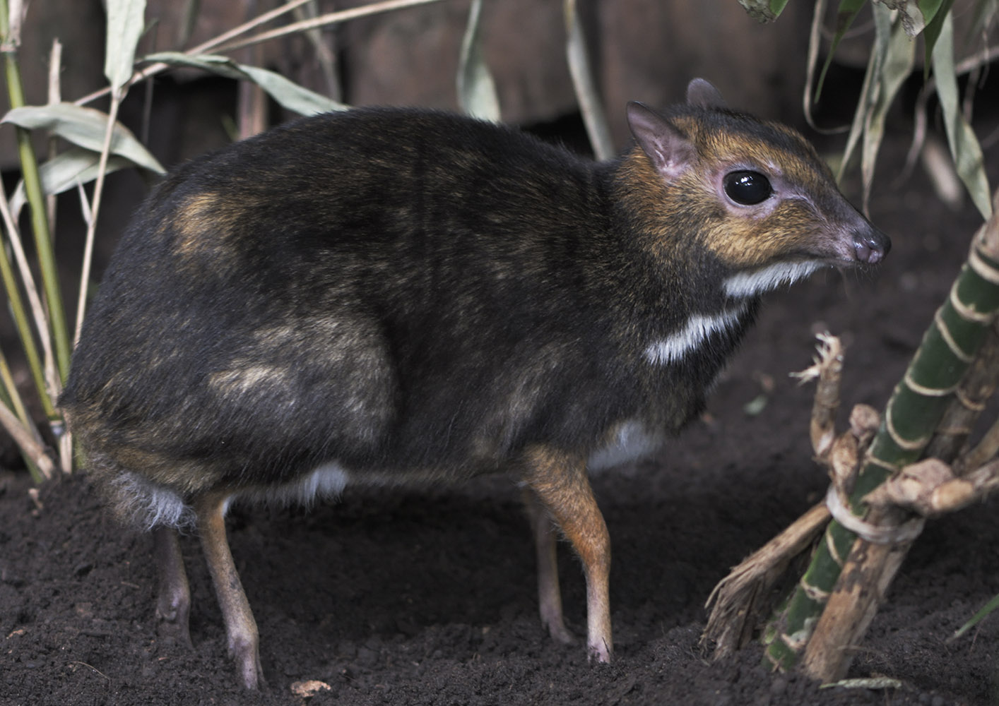 Philippine chevrotain