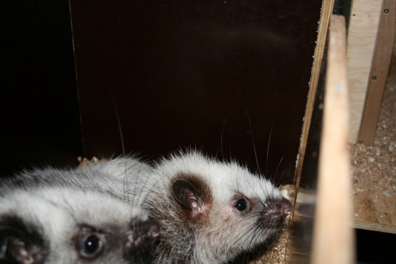 Philippine clouded rats- quarntine area