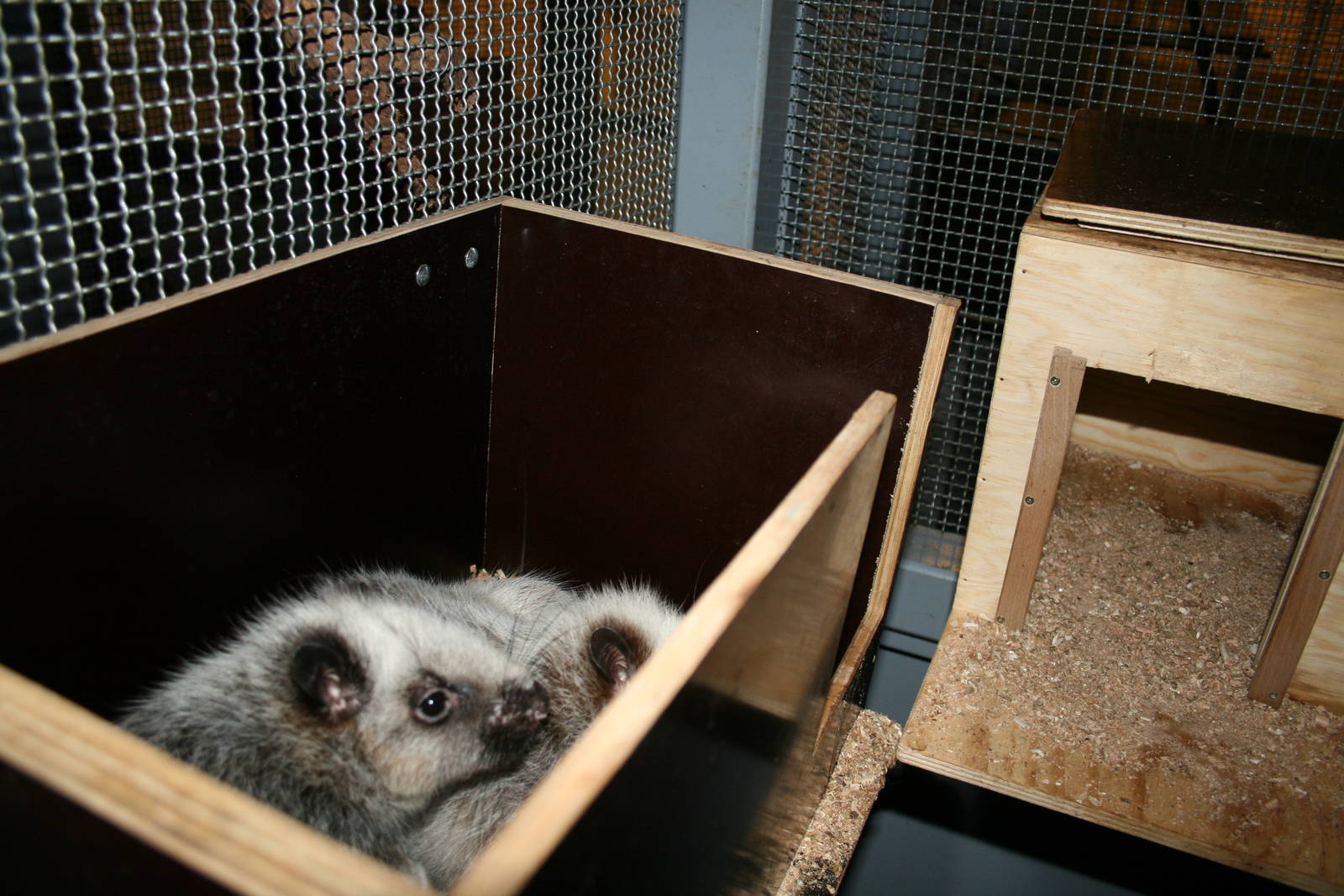 Philippine clouded rats- quarntine area