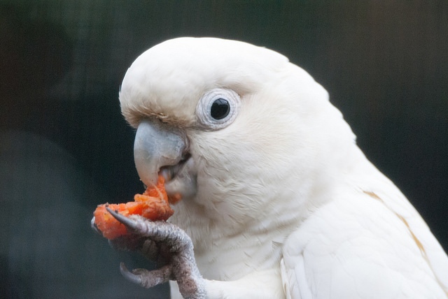 Philippine cockatoo (Cacatua haematuropygia)