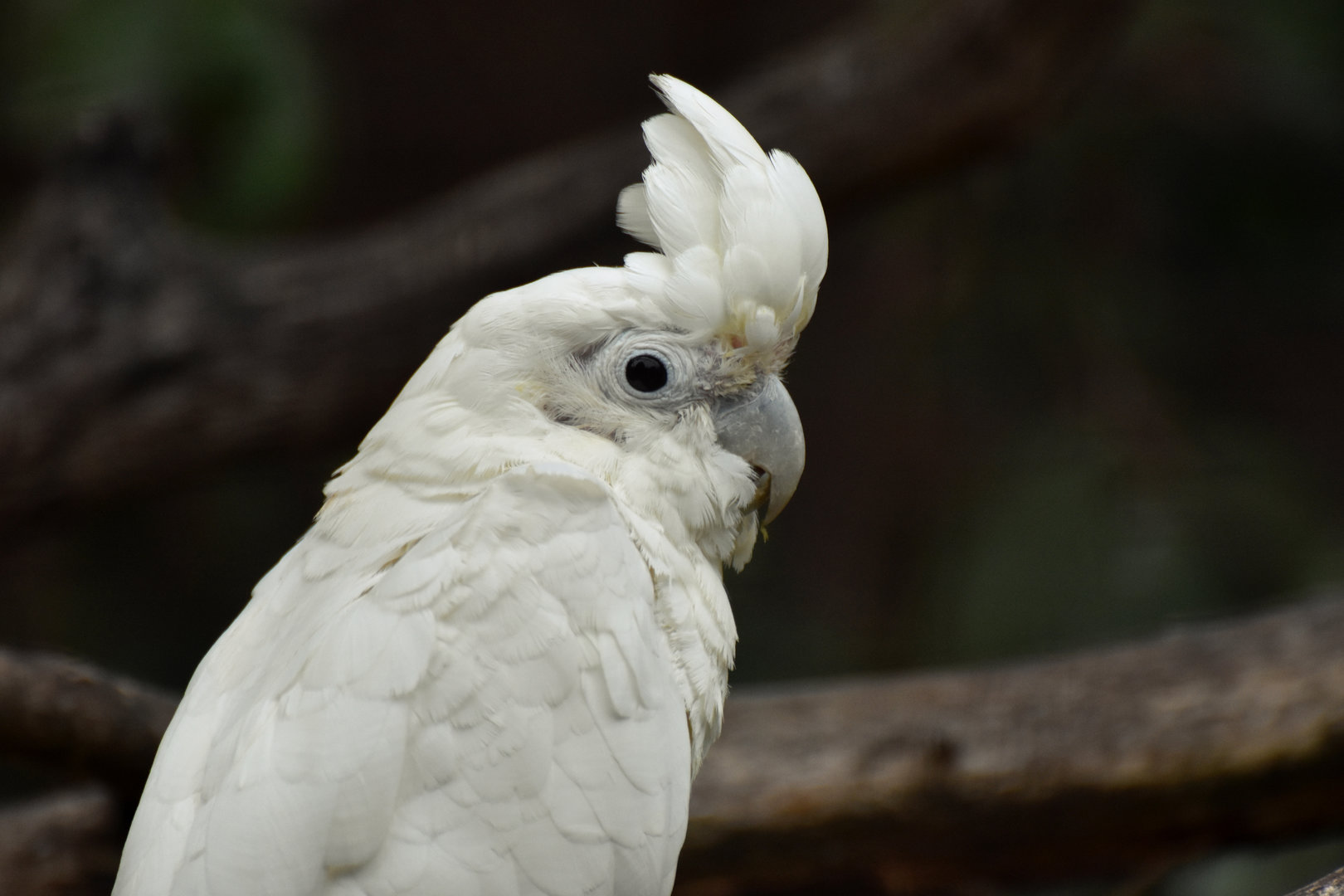 Philippine Cockatoo Cacatua haematuropygia