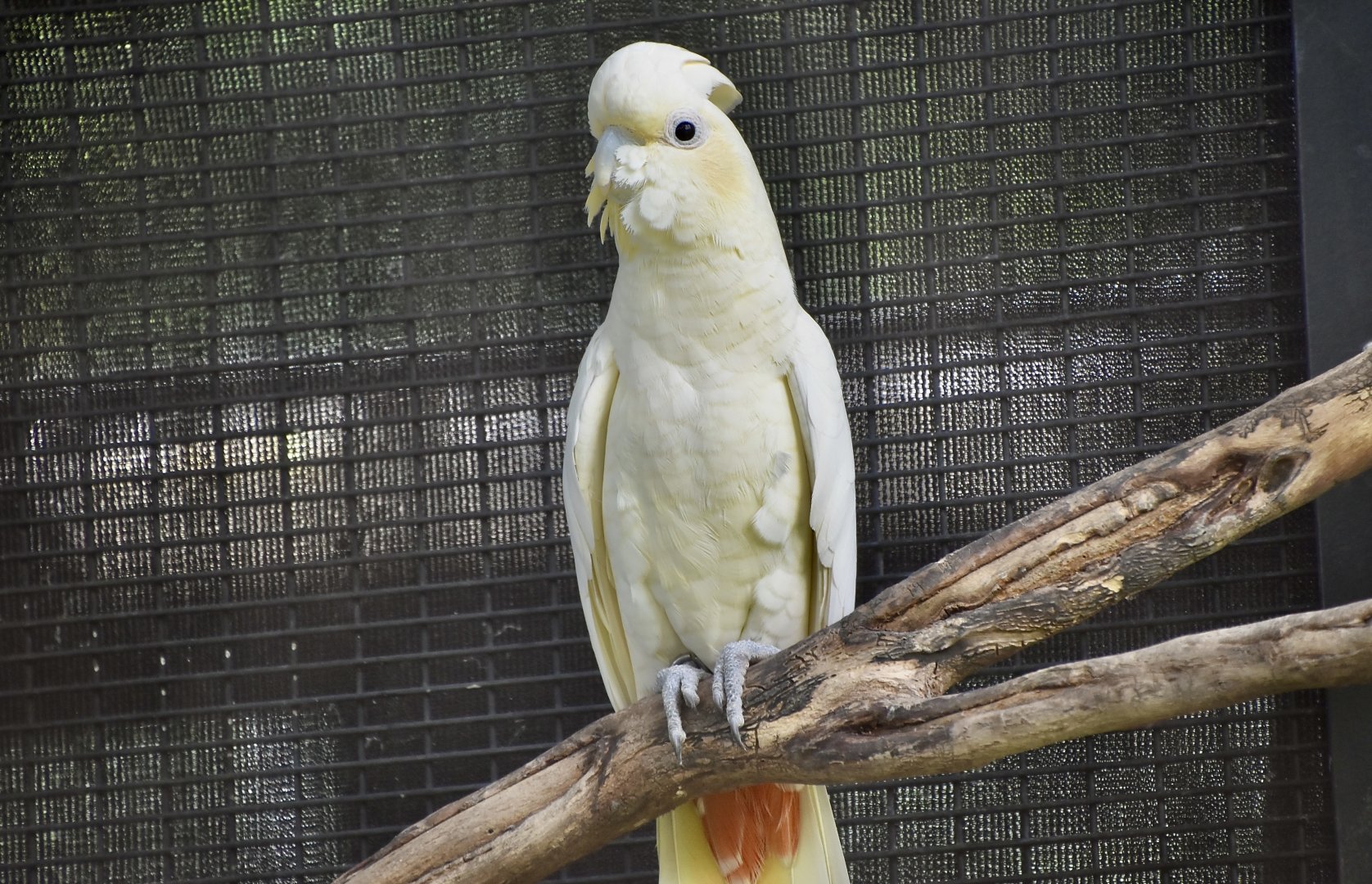 Philippine Cockatoo (Cacatua haematuropygia)