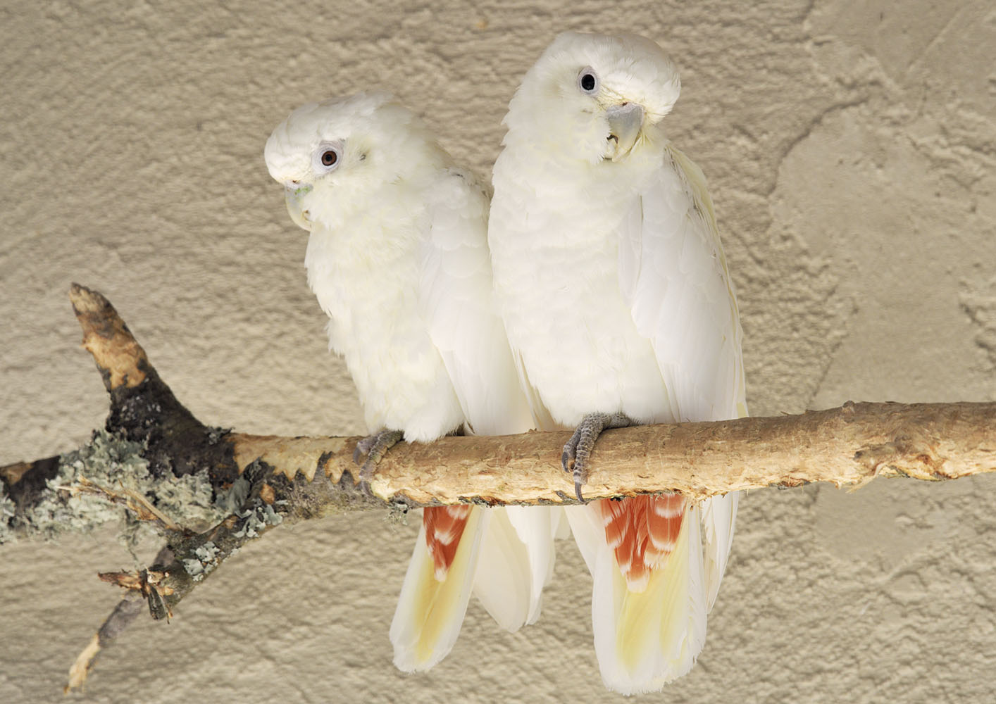 Philippine cockatoo pair