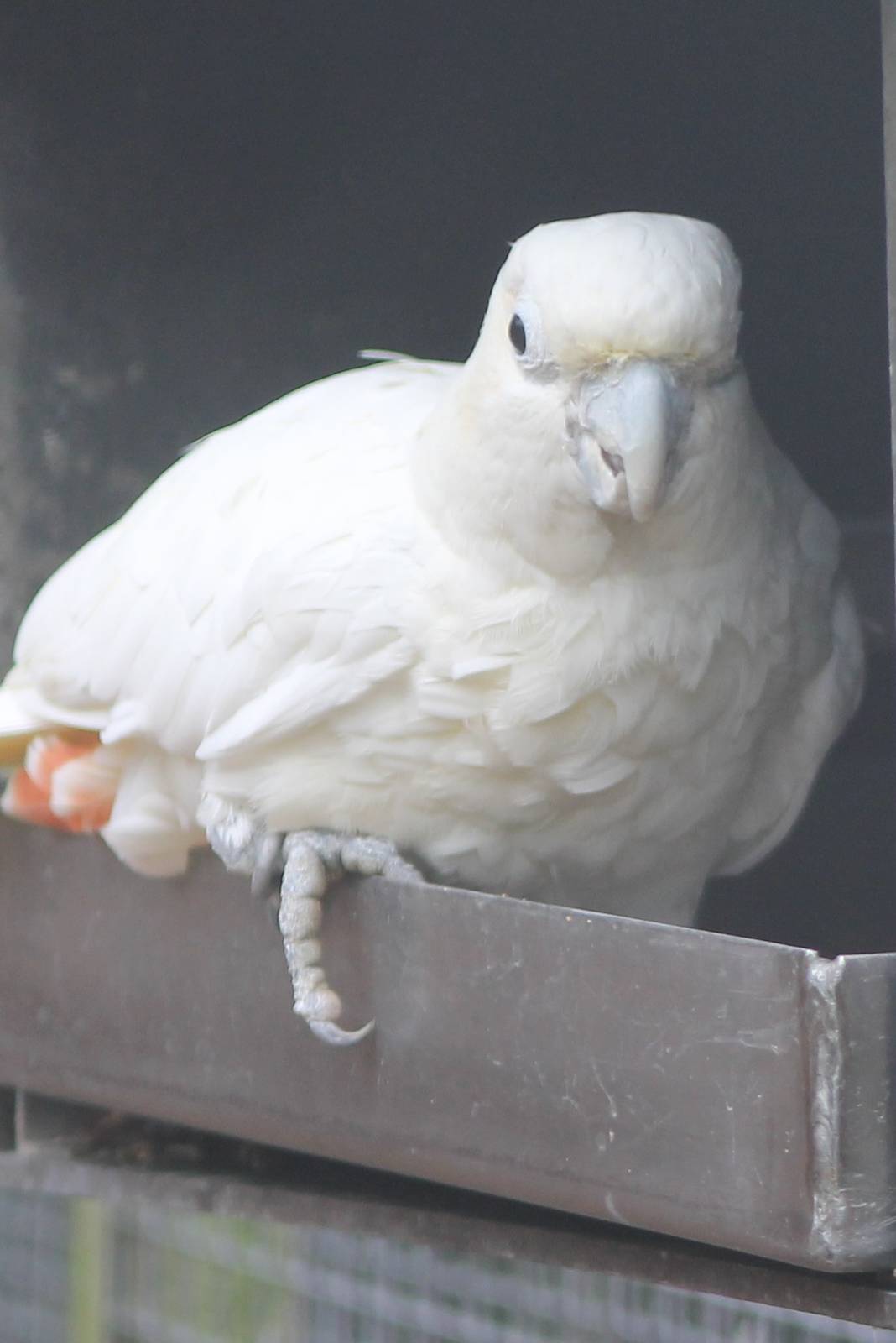 Philippine cockatoo