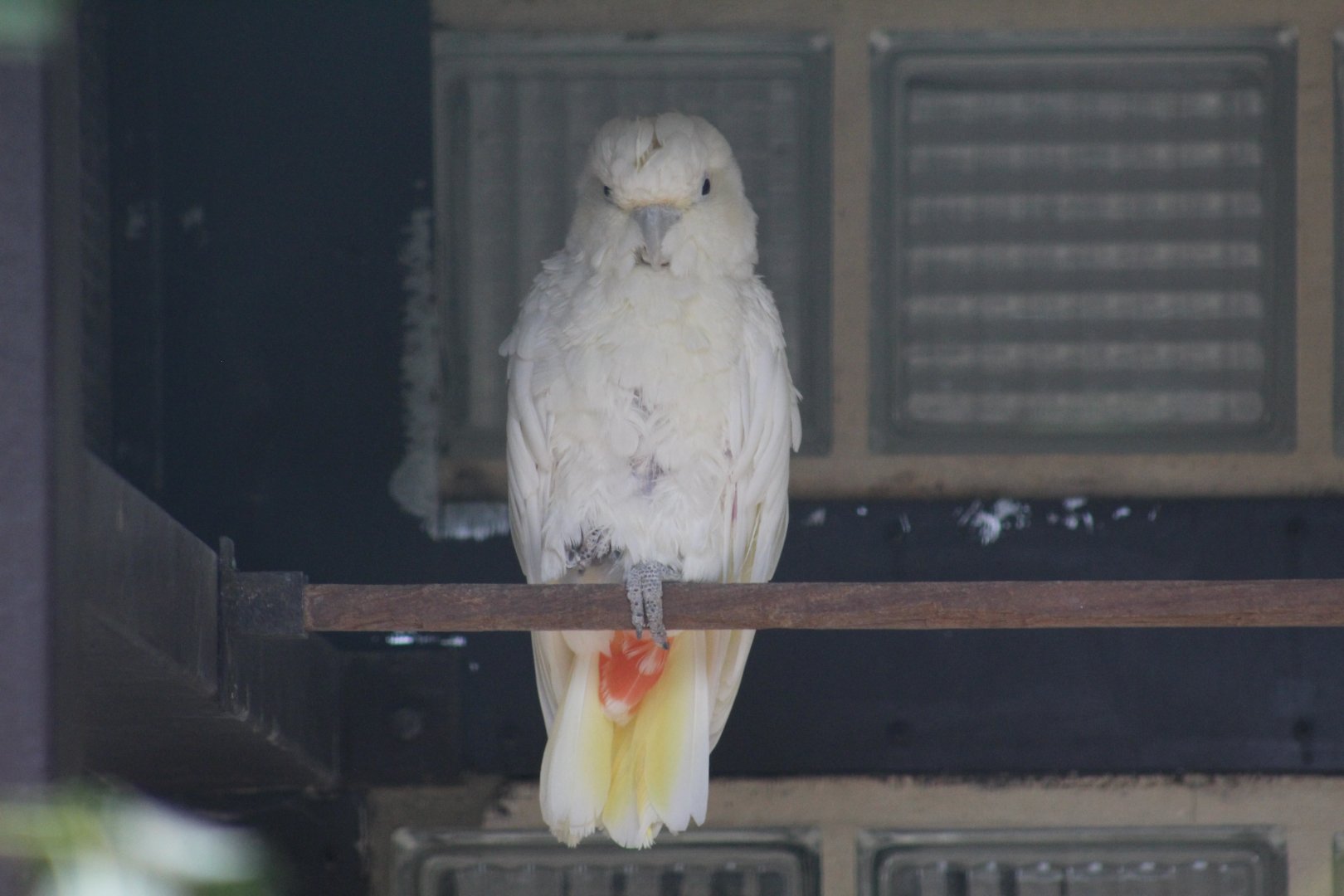 Philippine Cockatoo