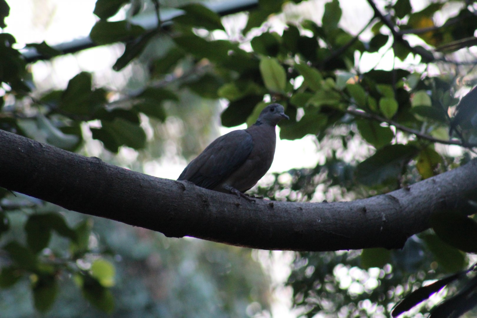 Philippine Collared Dove
