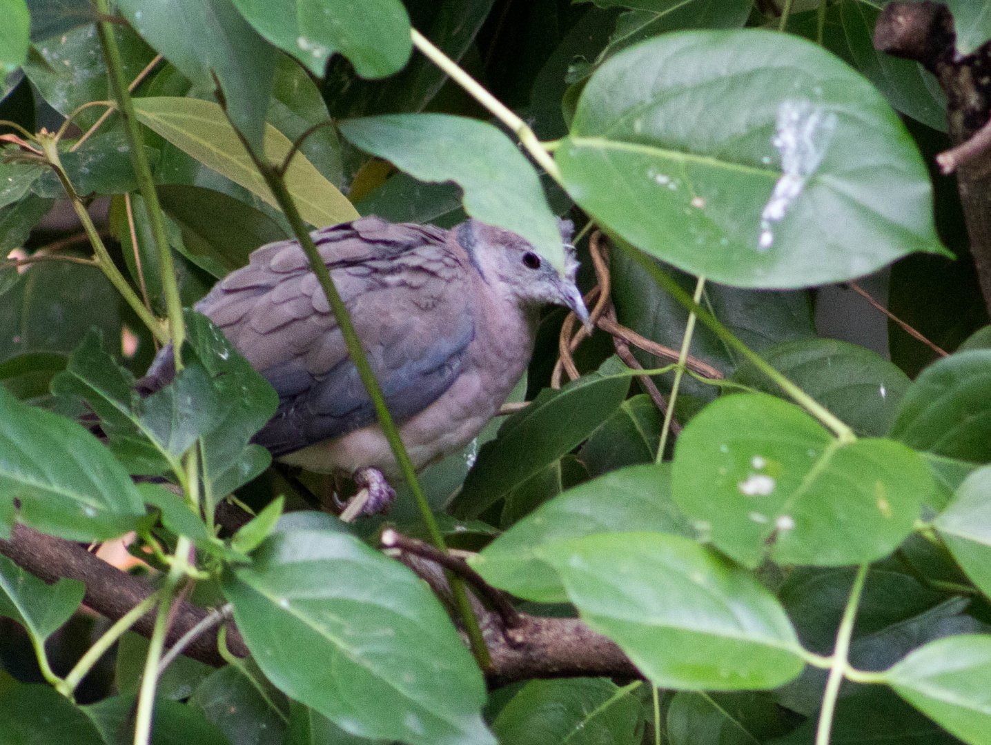 Philippine collared-dove