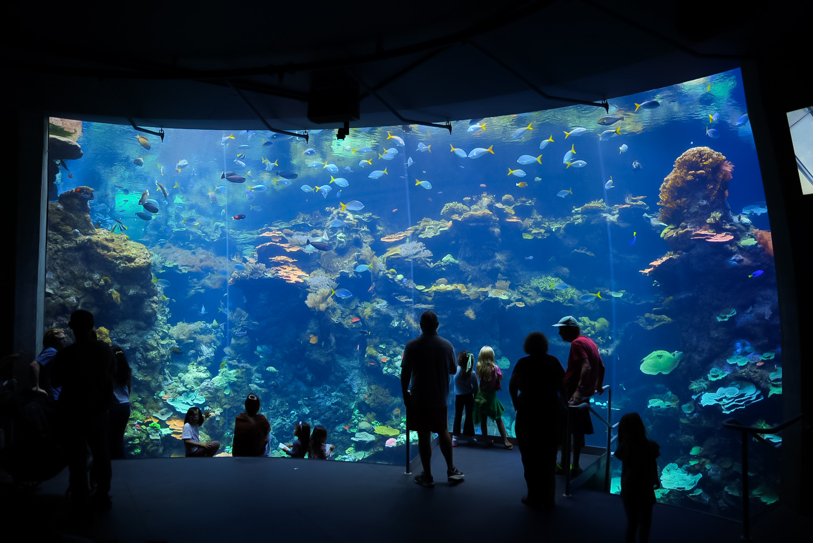 'Philippine Coral Reef' Main Window