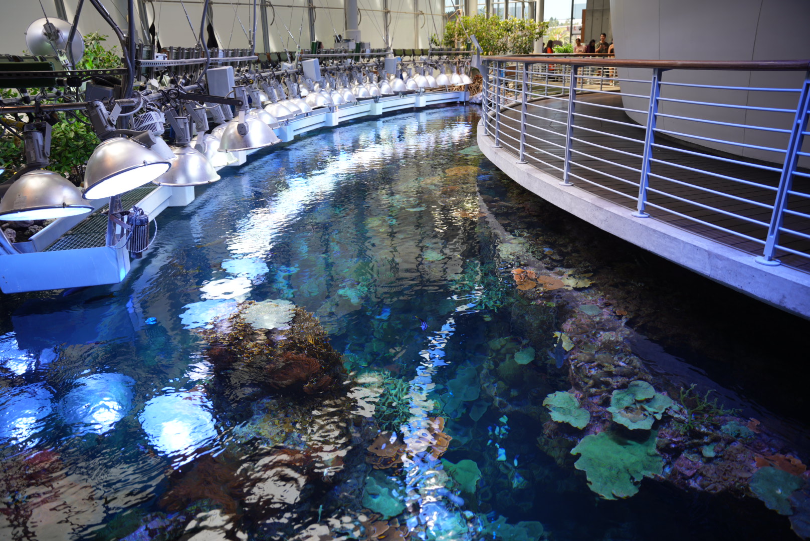 'Philippine Coral Reef' top-down view
