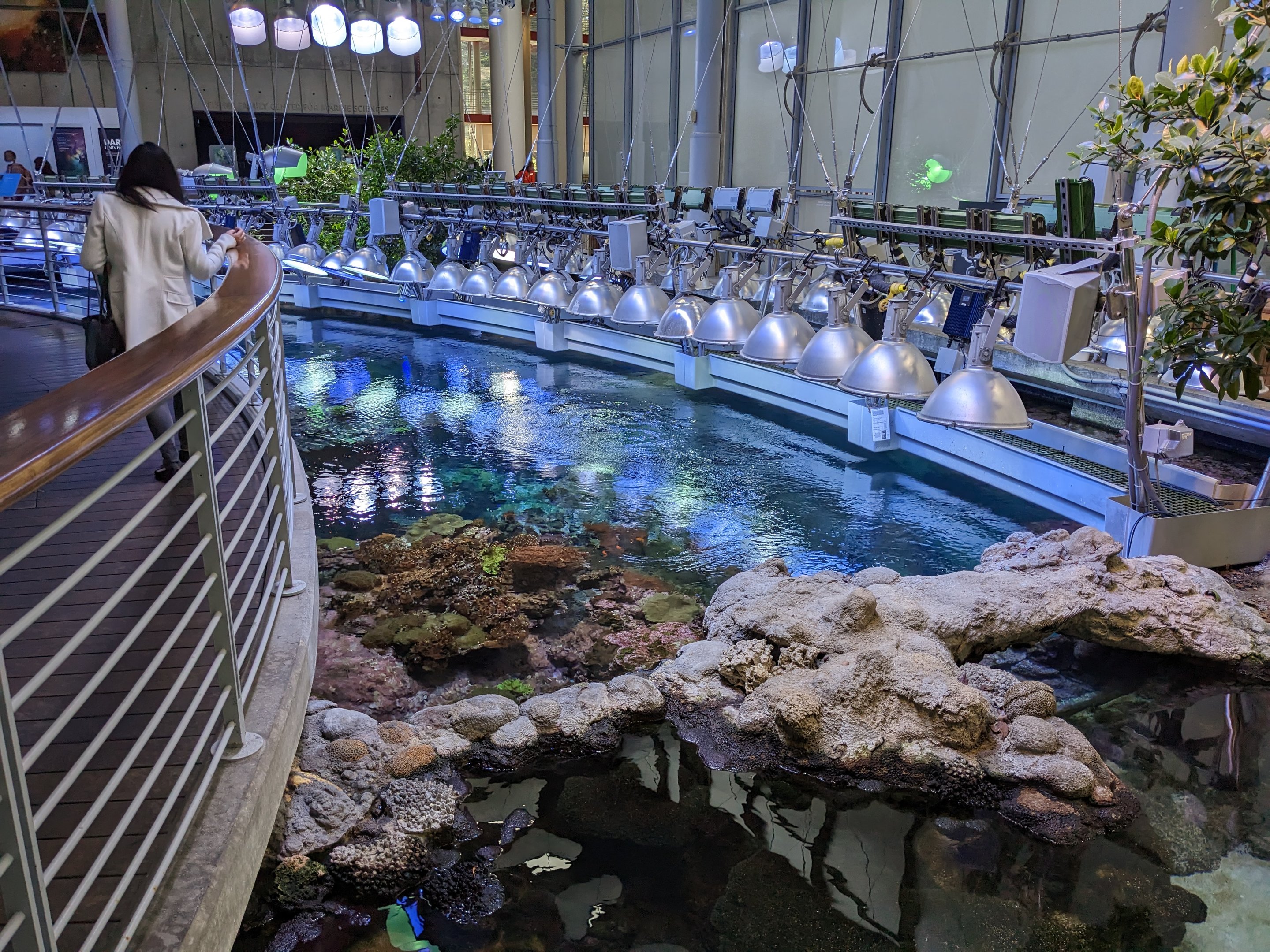 Philippine Coral Reef