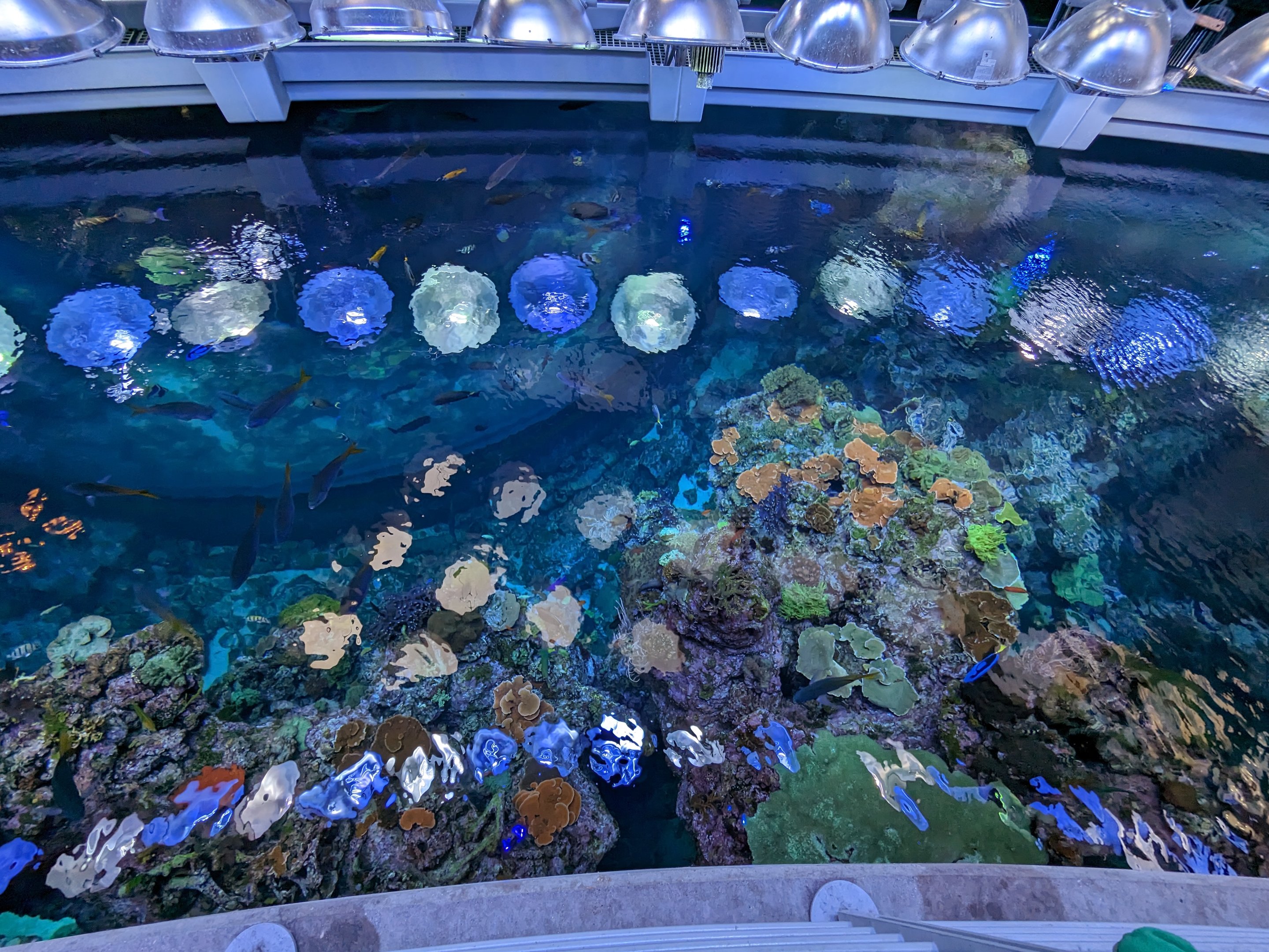 Philippine Coral Reef